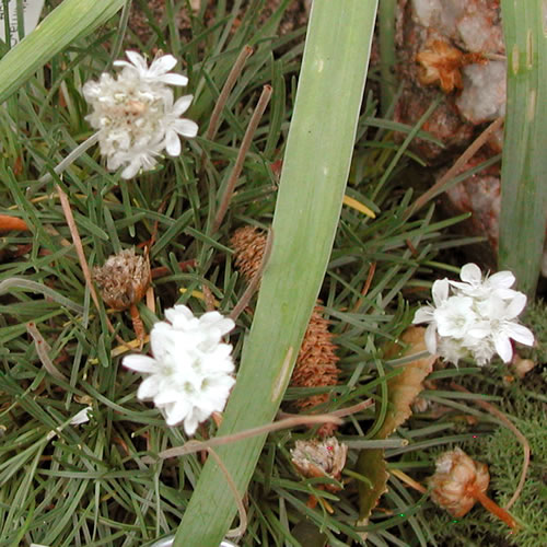 Armeria maritima Cotton Tail